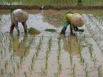 petani-di-desa-sawahjoho-kecamatan-warungasem-saat-menanam-padi-sela.jpg