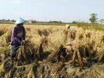 petani-kendal-merawat-tanaman-padi-yang-roboh-mendekati-masa-pan.jpg