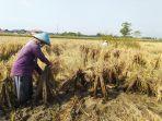 petani-padi-kendal-tolak-impor-beras.jpg