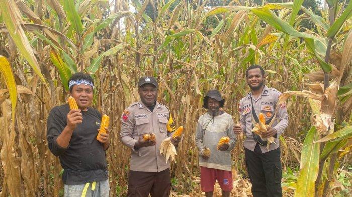 Polres Keerom Kolaborasi Dengan Masyarakat Tanam Padi dan Panen Jagung -  Tribun-papua.com