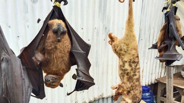 Penjual Kuskus di Jayapura Tak Tahu Jual Hewan Ini Bisa Dipenjara 5 Tahun