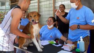 RATIS-Komunitas-Dog-Lovers-Papuad.jpg