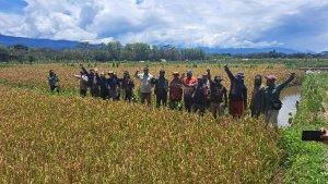 Sawah-d-jjw-22-feb-25.jpg