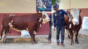 sapi-milik-jkw-di-kurban.jpg