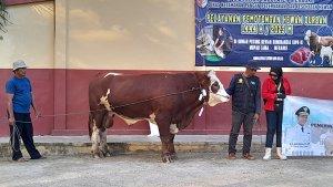 sapi_jokowi-asal-merauke.jpgpresiden-joko-widodo-jokowi-batik-coklat.jpg