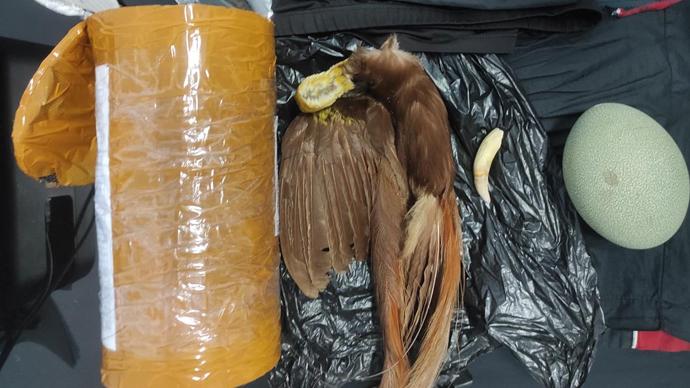 Karantina Pertanian Merauke Kaget Lihat Isi Paket di Kantor Pos Merauke: Barang yang Dilindungi