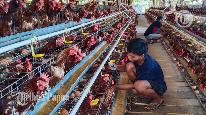 Selain Tolak Ikan Tawar dari Jayapura, PT Pangansari Utama Juga Tak Gunakan Telur Ayam Lokal