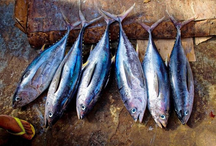 22072024-ikan-tongkol.jpg
