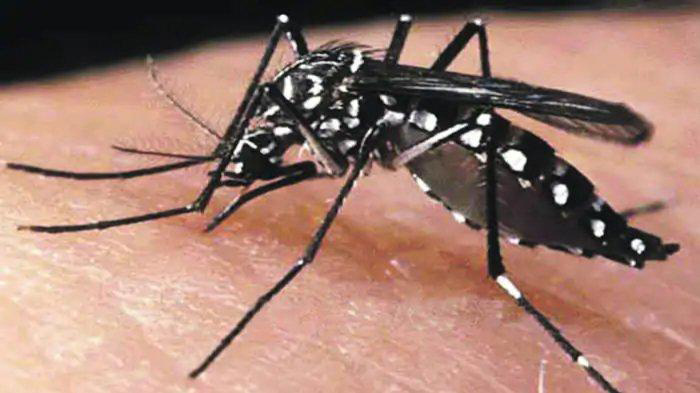 24062021-nyamuk-malaria.jpg