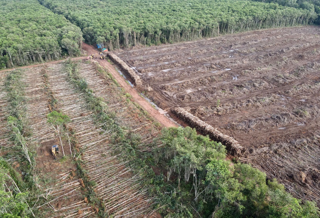 29072021-perambahan-hutan.jpg