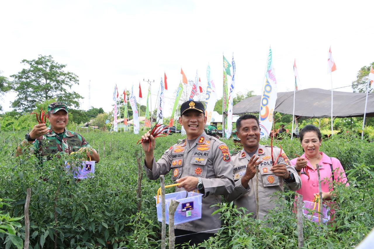 Kapolres_Merauke-panen-cabai.jpg