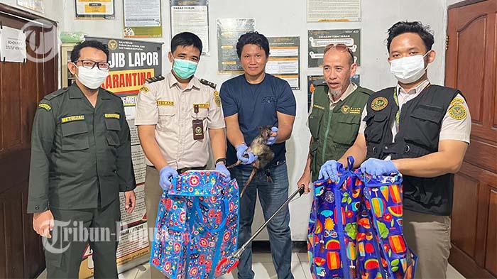 PENYELUNDUPAN-HEWAN-Karantina-saat-mengamankan-3-ekora.jpg