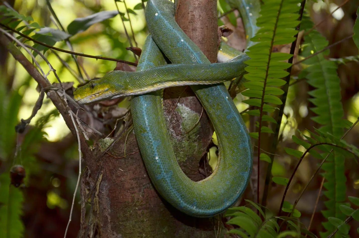 Qora tanlilar bilan guruh porno Yangi bokira porno