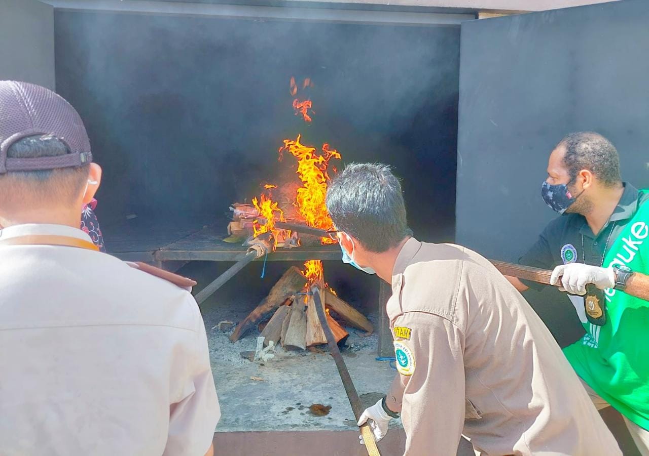 Ini Alasan Balai Karantina Pertanian Merauke Musnahkan Puluhan Bibit Jeruk