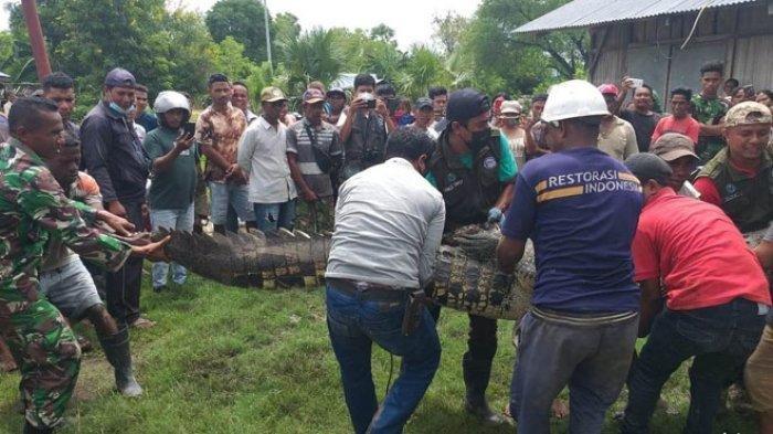 Buaya 3,6 Meter Masuk Pemukiman Warga di NTT, Ditangkap Warga dan Aparat dengan Jerat Tali Nilon