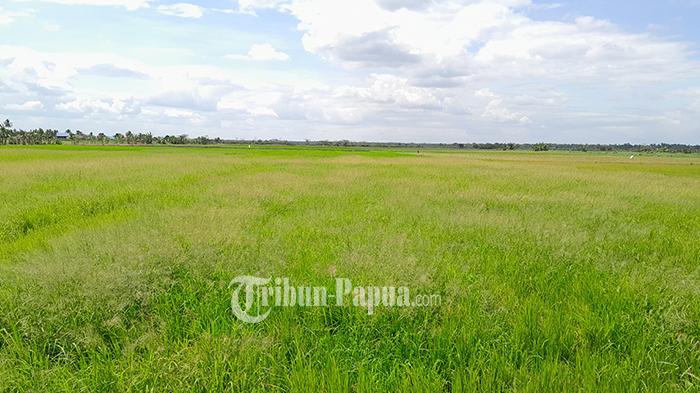 Curah Hujan Tinggi, 500 Petani di Kampung Sumber Harapan Merauke Gagal Panen