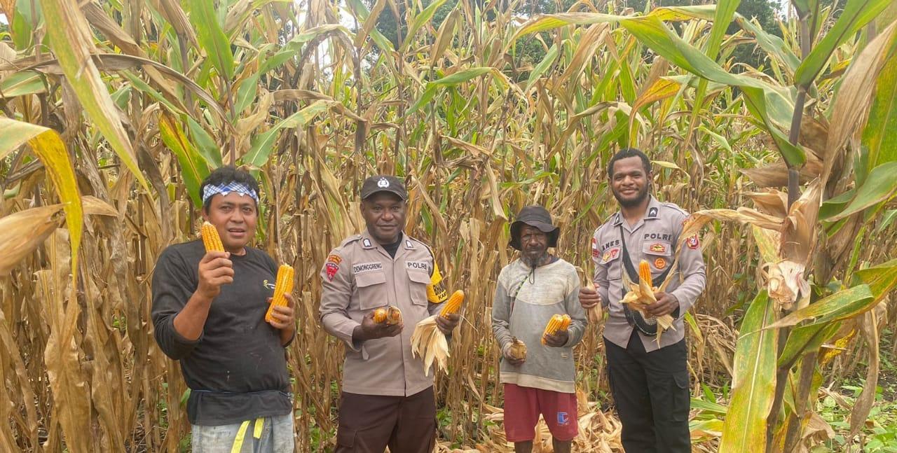 Polres Keerom Kolaborasi Dengan Masyarakat Tanam Padi dan Panen Jagung