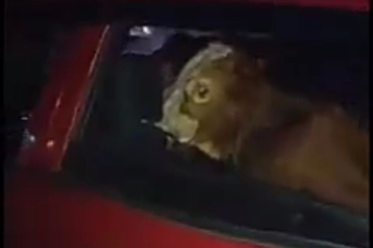 Terpergok Curi Anak Sapi Pakai Mobil, Pria Ini Kabur Tinggalkan Anaknya Dihajar Warga