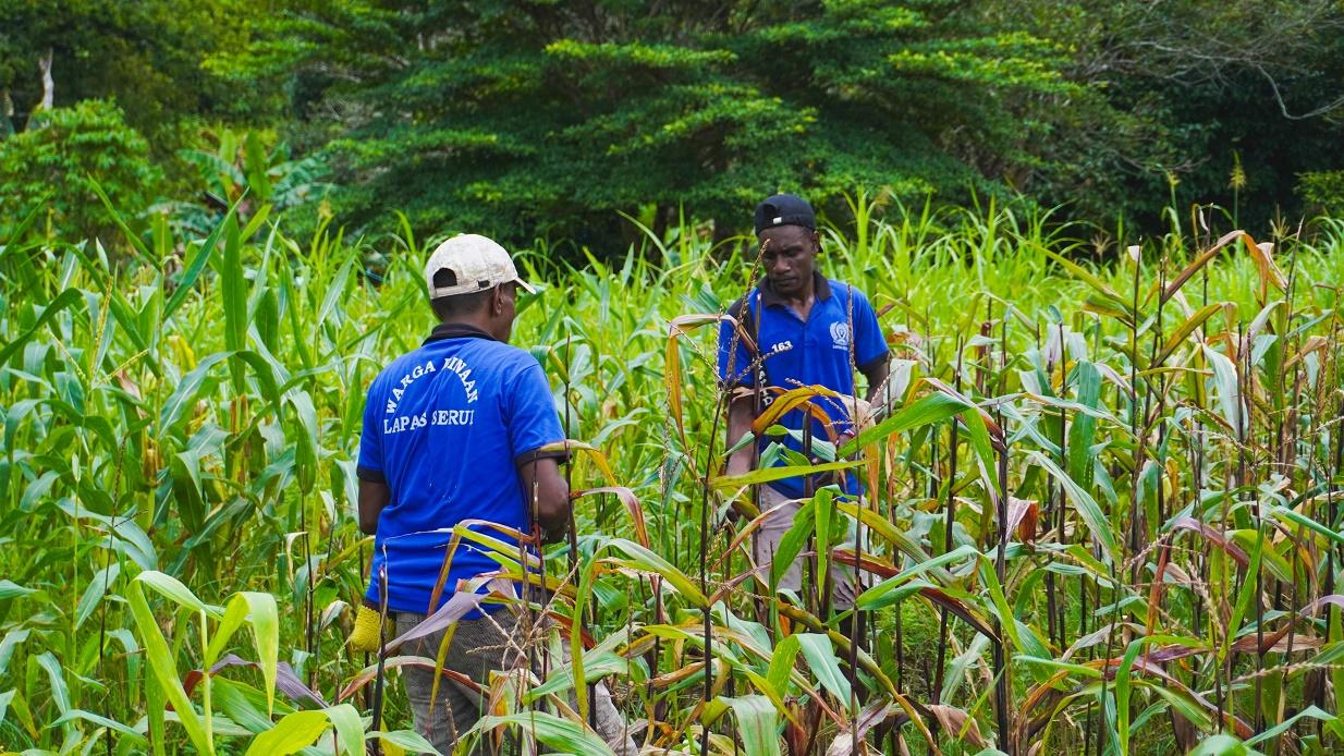 Kalapas Serui dan Warga Binaan Panen Jagung Program Pembinaan Kemandirian