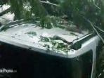 06012023-Pohon_Tumbang.jpg