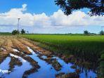 13042024-Sawah_di_Merauke.jpg