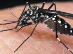 24062021-nyamuk-malaria.jpg