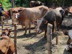 penjual-hewan-kurban-di-kawasan-mayjen-sungkono.jpg