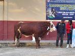 sapi_jokowi-asal-merauke.jpg<pf>presiden-joko-widodo-jokowi-batik-coklat.jpg