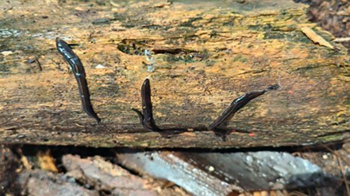 Cacing Platydemus manokwari, agensi hayati untuk mengendalikan hama pertanian.