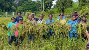 Alexander-Furay-didampingi-staf-saat-panen-padi-ladang.jpg