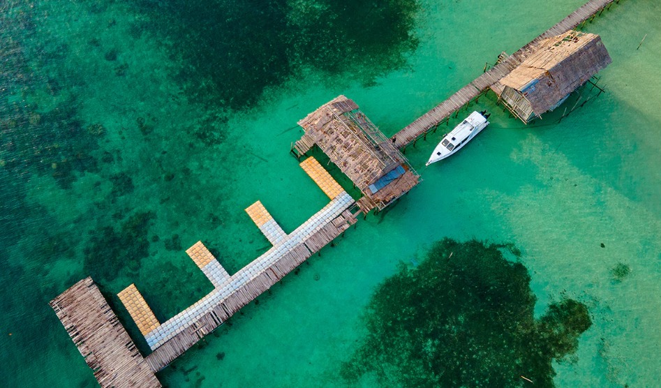 Pesona Raja Ampat: Jadi Rumah Ribuan Spesies Anggrek, Koleksinya Terus ...