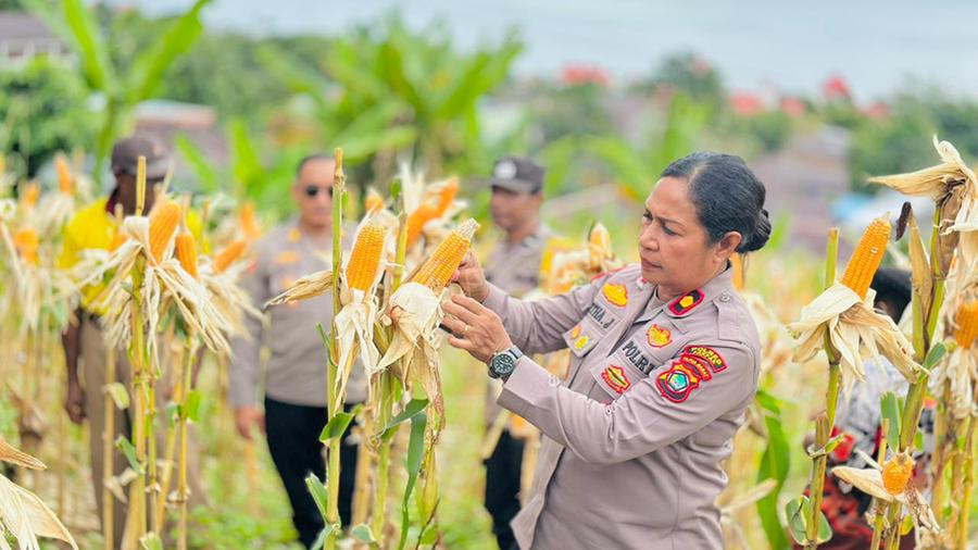 Polres Fakfak Ikut Panen Raya Jagung di Wagom Utara Distrik Pariwari