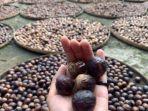 Buah-pala-345.jpg