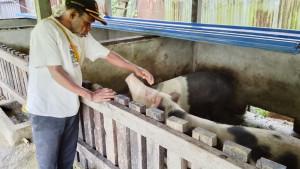 bantuan-ternak-babi-1.jpg