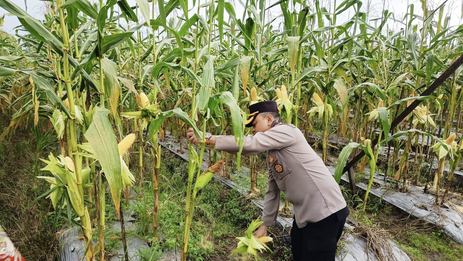 Dukung Ketahanan Pangan, Polres Mimika Panen Raya Jagung Serentak Kuartal II Tahun 2026