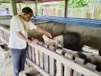bantuan-ternak-babi-1.jpg