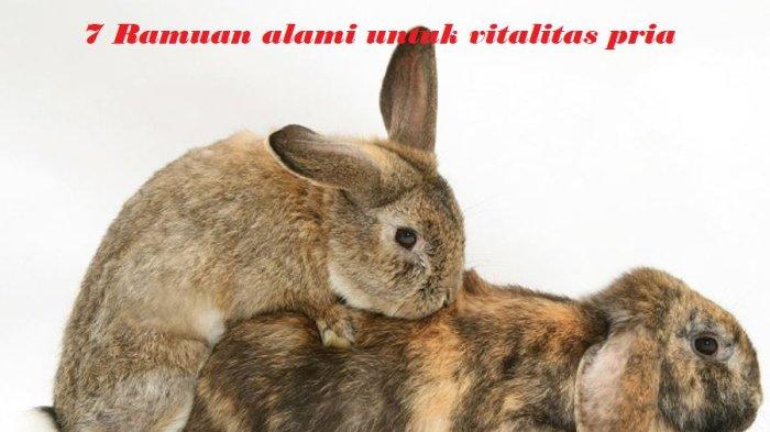 7 Ramuan Herbal untuk Vitalitas Pria, Strategi Cara Tahan Lama di Ranjang