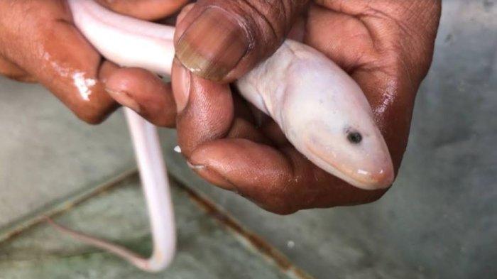 Viral Belut Putih di Rimbo Panjang, Awalnya Dikira Ular