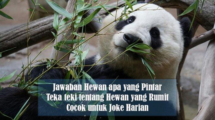Hewan Apa yang Pintar Teka Teki, Ini Merupakan Tebakan tentang Hewan yang Rumit. Cocok untuk Joke