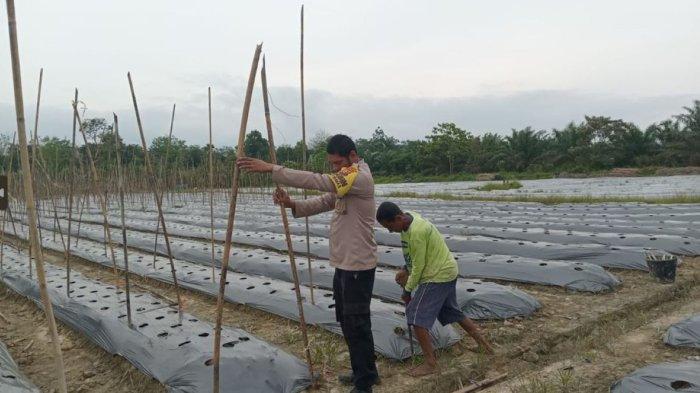 Bertahan Lewati Pandemi, Kampung Tangguh Polres Inhu Bangkitkan Ekonomi Masyarakat