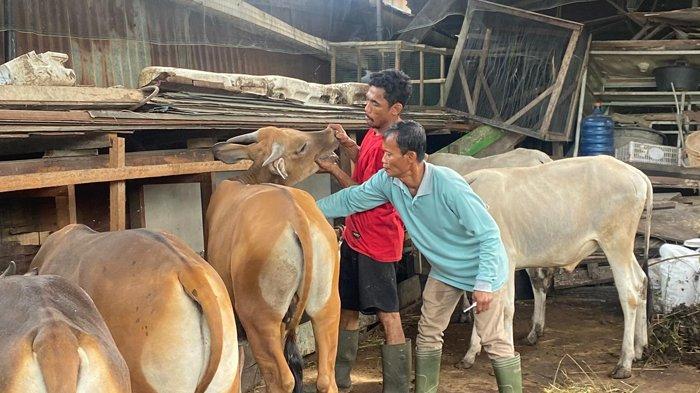 Vaksin PMK Tahap I Tuntas Disuntikkan di Dumai, Untuk Tahap II Dilaksanakan April Mendatang