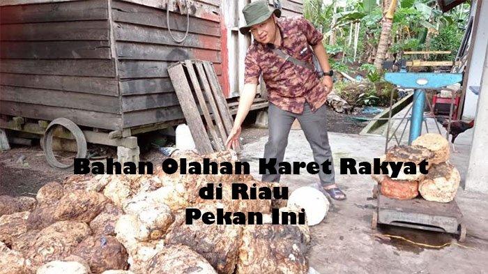 Harga Karet di Riau Pekan Ini Cenderung Naik Berikut Rinciannya