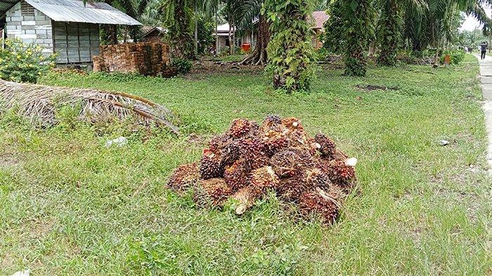 Harga TBS Kelapa Sawit Mitra Swadaya Riau Pekan Ini Periode 9 Oktober -15 Oktober 2024 Naik