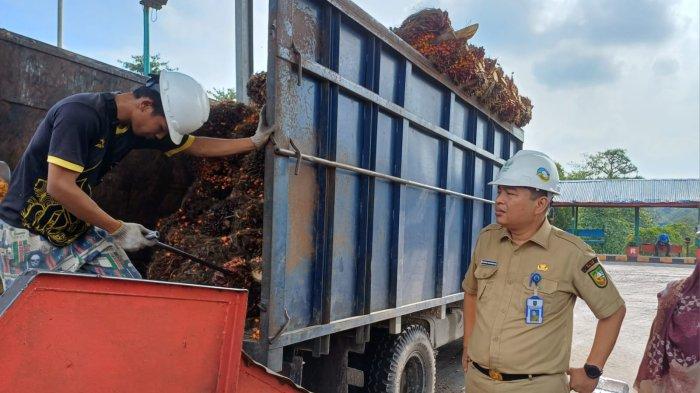 Harga TBS Sawit Mitra Plasma Pekan Ini Turun di Semua Kelompok Umur