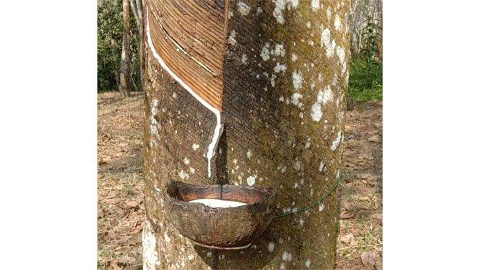 Harga Karet di Kuansing Riau Hari ini Naik Tipis, Produksi Harian Turun