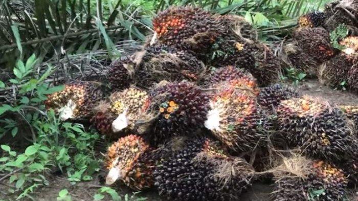 Rincian Harga TBS Mitra Plasma Riau Periode 12-18 Juni 2024, Umur 3 Tahun Sampai 25 Tahun