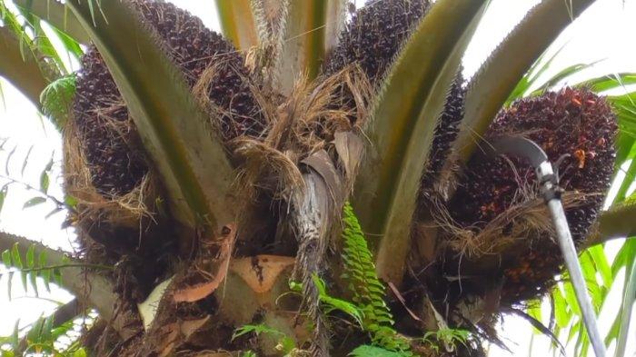 Daftar Harga TBS Kelapa Sawit Mitra Plasma di Riau Periode 5-11 JUNI 2024