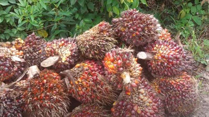 Sempat Naik Beberapa Pekan, Harga TBS Sawit Swadaya di Riau Periode 21-27 Agustus Turun