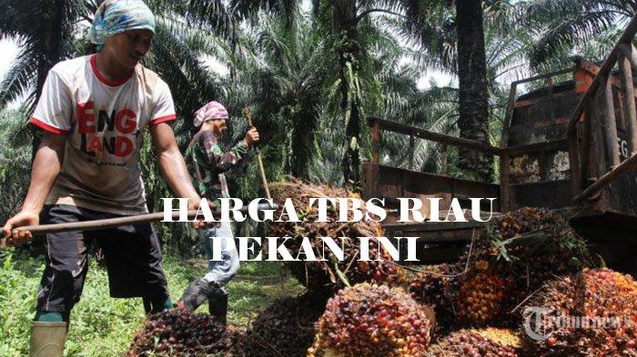 Ini Penyebab Harga TBS Kelapa Sawit Mitra Swadaya di Riau Pekan Ini Turun