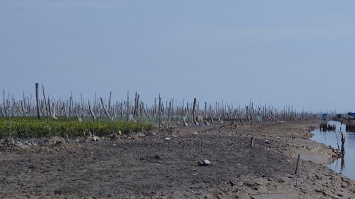 Ketika Air Laut Merampas Kebun Kelapa Warga Kuala Selat, Masa Depan Pun Terkoyak